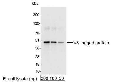 Western Blot: V5 Epitope Tag Antibody [Biotin] [NB600-380B] - 200, 100, or 50 ng of E. coli whole cell lysate expressing a multi-tag fusion protein. Antibody used at 0.04 ug/ml (1:25,000). Detection: Streptavidin-HRP (0.1 ug/ml) and chemiluminescence with an exposure time of 3 seconds.